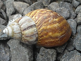 蝸牛,首頁,石頭