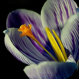 藏紅花,開花,關(guān)閉