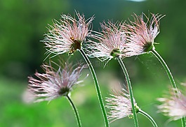 植物,小組的現(xiàn)實,絨毛