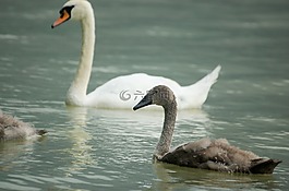 天鵝,鳥(niǎo),水禽