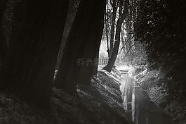 河,森林,水