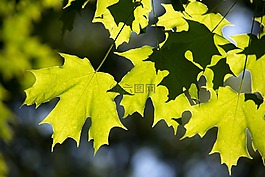 葉子,楓,自然