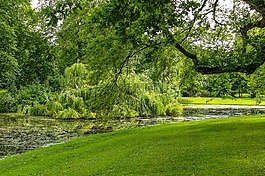 公園,花園,樹