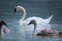 天鵝,鳥,水禽