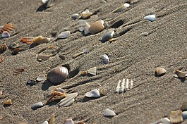 海灘,貝殼,砂