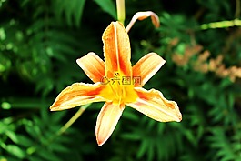 花,百合花,橙色