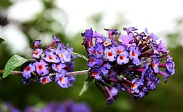 藍(lán)色的花,花園,開(kāi)花