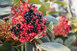 漿果,紅色,黑色
