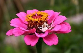 花,白蜘蛛,花園