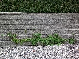 墙,植物,攀登