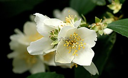 花,茉莉花,性質(zhì)