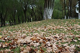 楓葉、落葉,秋天,黃色
