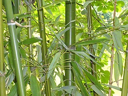 竹,綠色,背景