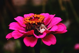 花,粉色,araign e
