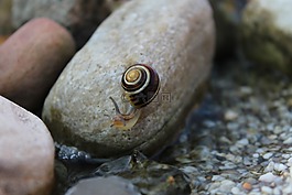 蝸牛,動物,爬行動物