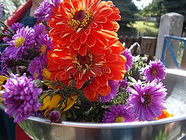 鮮花,花園,asters