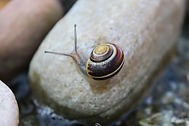 蝸牛,動物,爬行動物