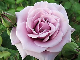 玫瑰,薰衣草,花