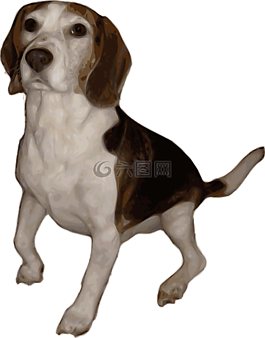 小獵犬,狗,動物