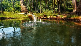 椰子,水,井