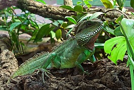 蜥蜴,爬行動物,動物