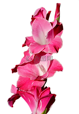 唐菖蒲,gladidus,蝴蝶温室