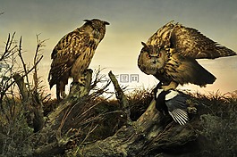貓頭鷹,日落,taxidermy