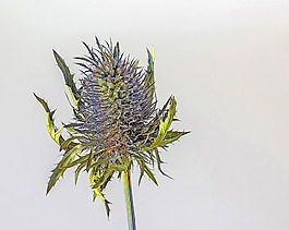 卡,薊,性質(zhì)