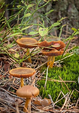 蘑菇,森林,秋