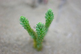 植物,绿色,bafra