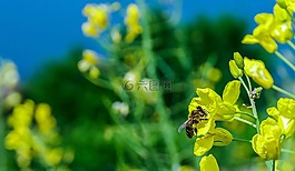 蜜蜂,宏,花卉