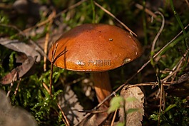 蘑菇,森林,秋