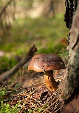 蘑菇,森林,秋