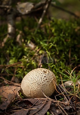 蘑菇,森林,秋