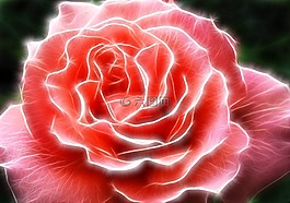 玫瑰,花,粉紅色