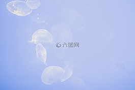 動(dòng)物,浮動(dòng),水母