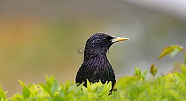 歐椋鳥,鳥,野生動物