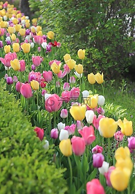 郁金香,鮮花,花園