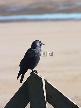 烏鴉,鳥,黑
