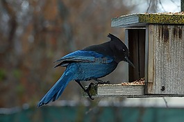 藍(lán)鳥,野生動物,鳥