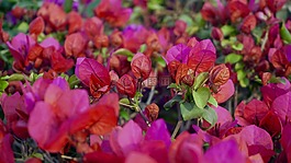 美丽的花朵,花床,束鲜花
