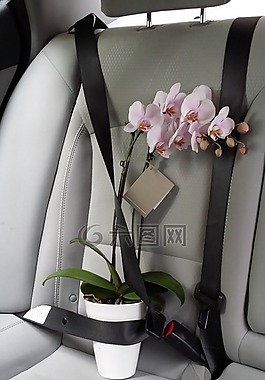 珍貴,花,安全