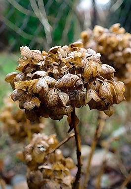 繡球,秋,花卉