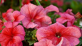 美麗的花朵,花床,盛開