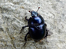 甲蟲,性質(zhì),森林
