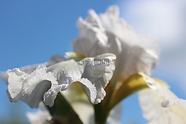 開花,白色的鳶尾花,植物