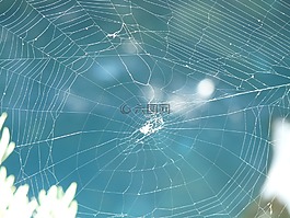 网络,蜘蛛,性质