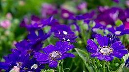 美丽的花朵,花床,束鲜花