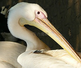 白鵜鶘,peilkan,鳥