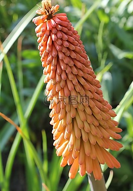 kniphofia,红热扑克,花